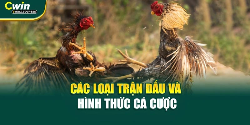 Các loại trận đấu và hình thức cá cược