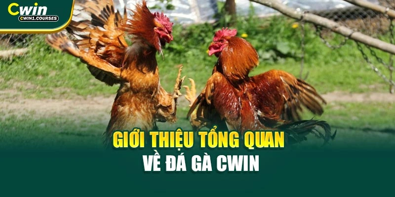 Giới thiệu tổng quan về đá gà CWIN