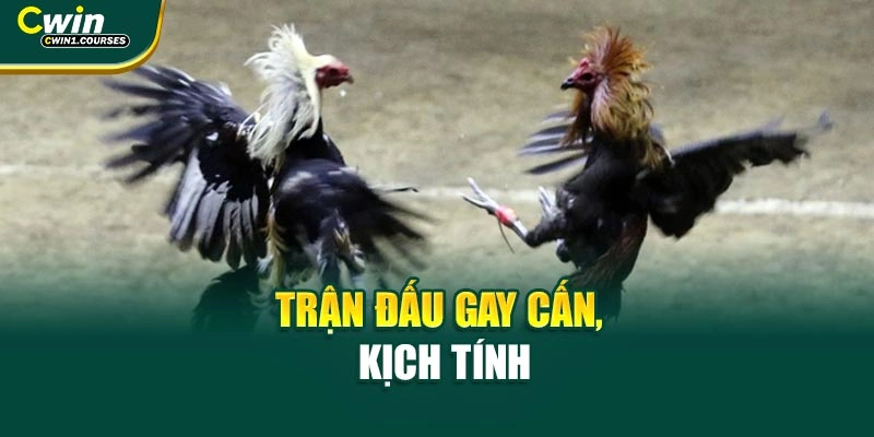 Trận đấu gay cấn, kịch tính