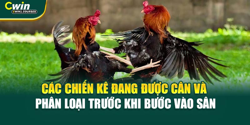 Các chiến kê đang được cân và phân loại trước khi bước vào sân