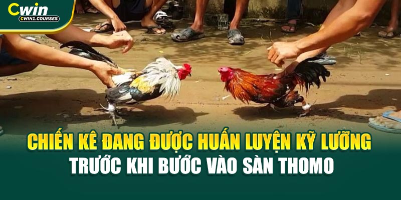 Chiến kê đang được huấn luyện kỹ lưỡng trước khi bước vào sàn Thomo
