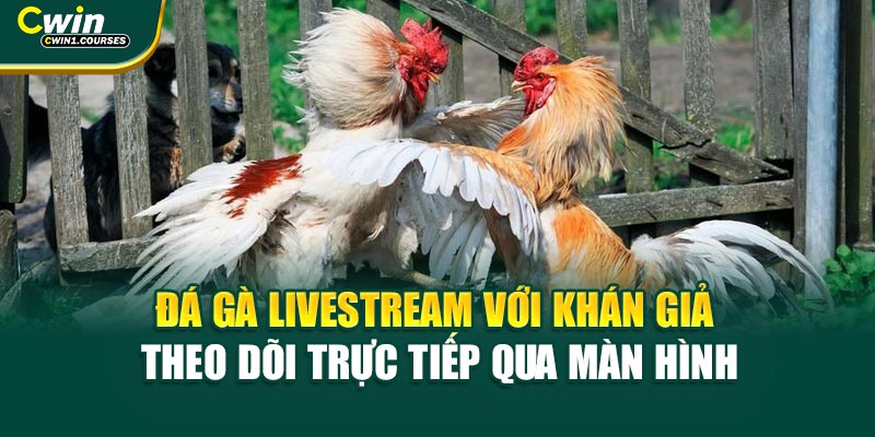 Đá gà livestream với khán giả theo dõi trực tiếp qua màn hình