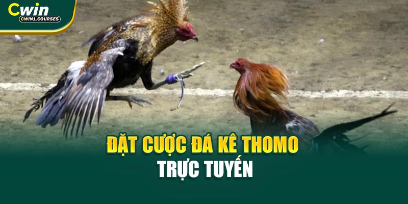 Đặt cược đá kê Thomo trực tuyến