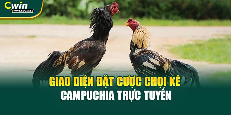 Giao diện đặt cược chọi kê Campuchia trực tuyến