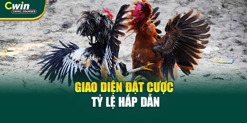 Giao diện đặt cược tỷ lệ hấp dẫn