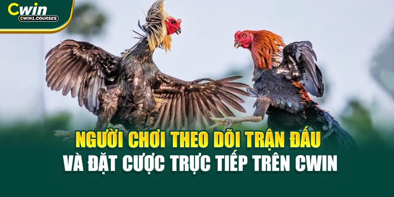 Người chơi theo dõi trận đấu và đặt cược trực tiếp trên Cwin