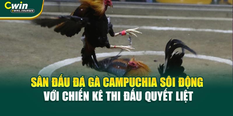Sân đấu đá gà Campuchia sôi động với chiến kê thi đấu quyết liệt